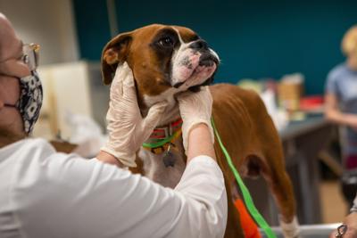 Humane Society of Missouri rescues dogs from breeder