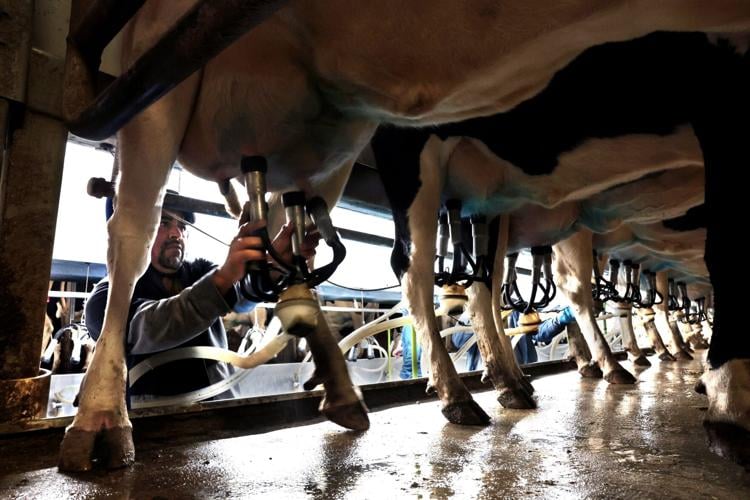 Milk flowing at Riegel Dairy in Washington