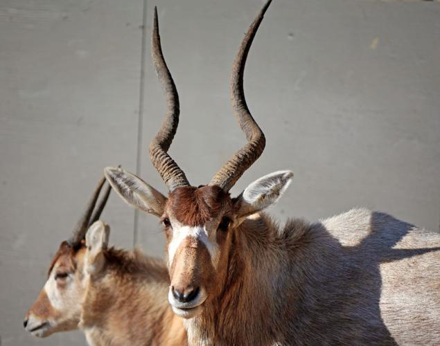 St. Louis Zoo's WildCare Park taking shape, growing