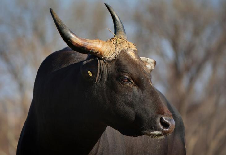 St. Louis Zoo's WildCare Park taking shape, growing