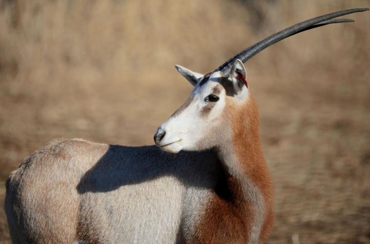 St. Louis Zoo's WildCare Park taking shape, growing