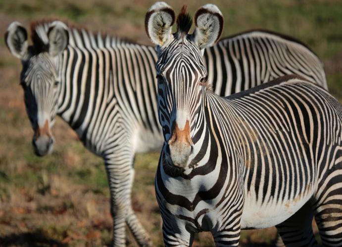St. Louis Zoo's WildCare Park taking shape, growing